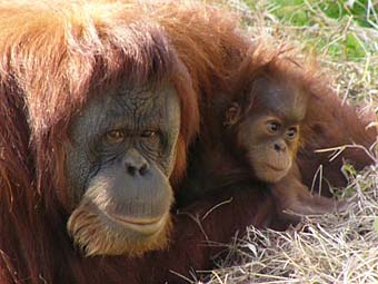 オランウータン母子の画像