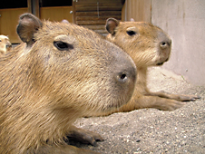 カピバラの画像 カピバラの画像