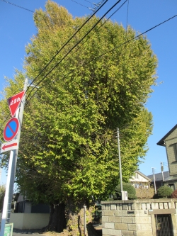 愛宕神社のイチョウ　市指定天然記念物