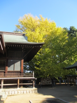 葛飾八幡宮の千本公孫樹（国天然記念物）