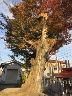 神明（豊受）神社のケヤキ