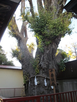 押切稲荷神社の千寿銀杏