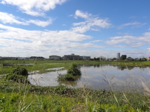 写真：大柏川第一調節池緑地