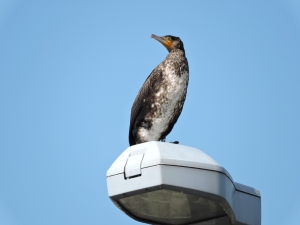 写真：じゅんさい池の野鳥