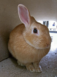 市川市動植物園飼育動物一覧 市川市公式webサイト 市川市動植物園飼育動物一覧 市川市公式webサイト
