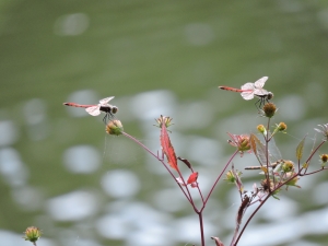 写真：じゅん菜池のアカトンボ