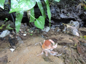 写真：北東部の水と緑の回廊