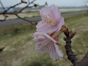 カワヅザクラ花