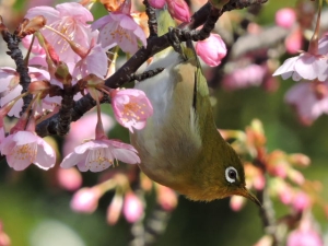 花に吸蜜にきたメジロ