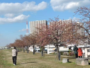 並木全体がうっすらピンク色