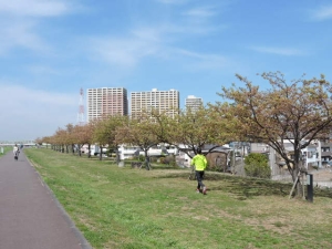 早咲きのカワヅザクラは葉桜に・・・