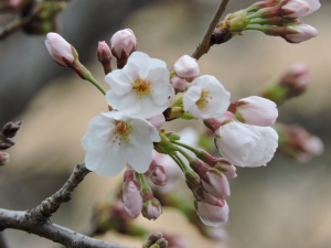 開花しました！