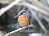 写真：枝にとまるカワセミ