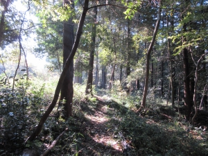 大野2丁目緑地