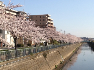 桜並木