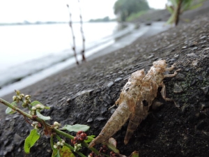 抜け殻が二つ重なっていた