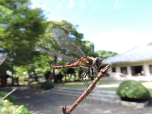 アキアカネ