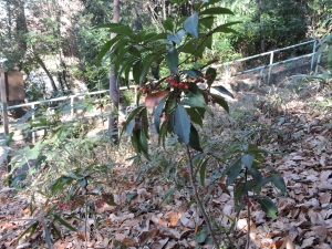 里山でよく見られる