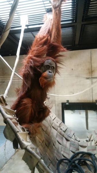 豊橋総合動植物公園のオランウータンのウータンの画像 豊橋総合動植物公園のオランウータンのウータンの画像