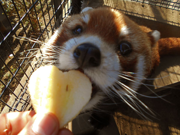 ハート型リンゴを食べるレッサーパンダの画像 ハート型リンゴを食べるレッサーパンダの画像