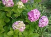 紫陽花