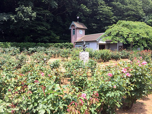 バラ園の画像 バラ園の画像