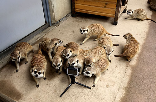 ミーアキャットの画像 ミーアキャットの画像