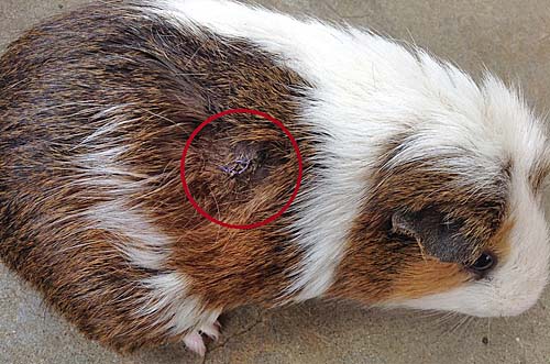 市川市動植物園飼育日誌 17年8月 市川市公式webサイト 市川市動植物園飼育日誌 17年8月 市川市公式webサイト