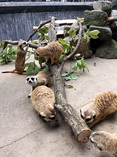 ミーアキャットの画像 ミーアキャットの画像