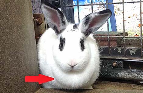 市川市動植物園飼育日誌 17年11月 市川市公式webサイト