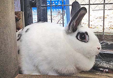市川市動植物園飼育日誌 17年11月 市川市公式webサイト 市川市動植物園飼育日誌 17年11月 市川市公式webサイト