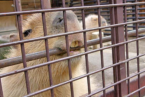 カピバラの画像 カピバラの画像