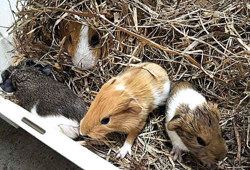 市川市動植物園飼育日誌 18年2月 市川市公式webサイト