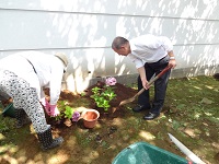 参道へのあじさい植栽