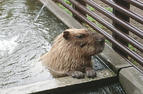 雨の日に水風呂を楽しむカピバラの画像 雨の日に水風呂を楽しむカピバラの画像