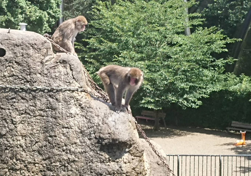 ニホンザルの画像 ニホンザルの画像