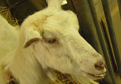 市川市動植物園飼育日誌 18年7月 市川市公式webサイト