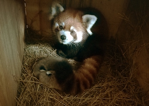 レッサーパンダの親子の画像 レッサーパンダの親子の画像