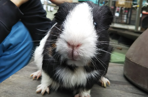 市川市動植物園飼育日誌 18年11月 市川市公式webサイト