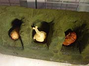 カブトムシの人工蛹室の写真