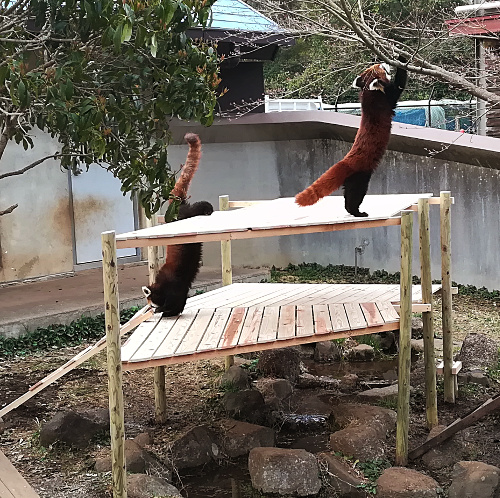 レッサーパンダの画像2 レッサーパンダの画像2