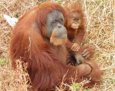 オランウータンのポポとスーミーの画像