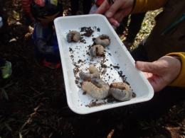 見つけたカブトムシの幼虫