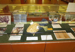 ガラスケース 歴史博物館出張展示 ガラスケース 歴史博物館出張展示