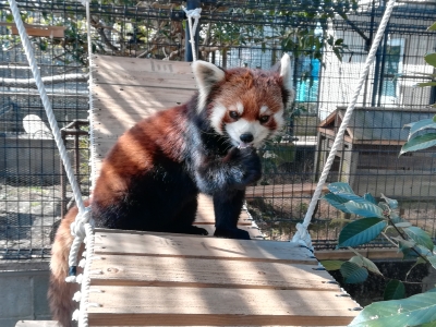 レッサーパンダの優花の画像