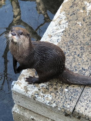 コツメカワウソの画像