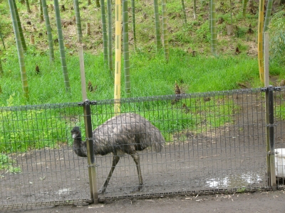 エミューの放飼場の画像