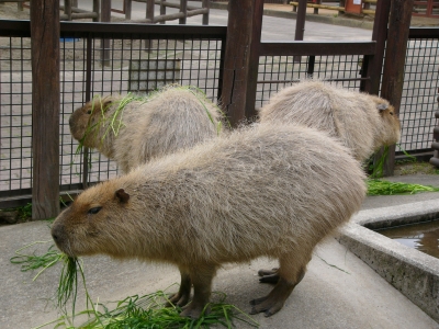 カピバラ三匹の画像