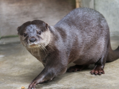 コツメカワウソ　チョキの画像