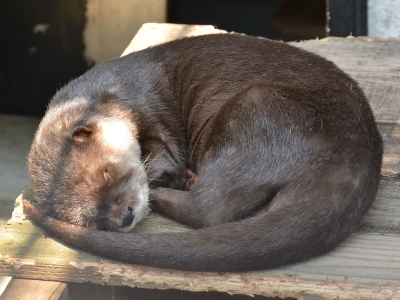 コツメカワウソ　ナナの画像